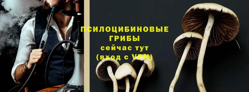 Галлюциногенные грибы Psilocybine cubensis  наркошоп  Дмитров 